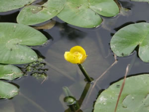 Gelbe Teichrose, Mummet